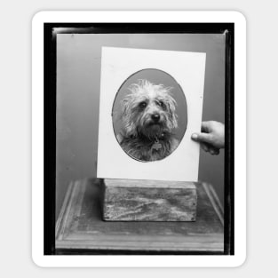 Vintage Dog Photography Sticker